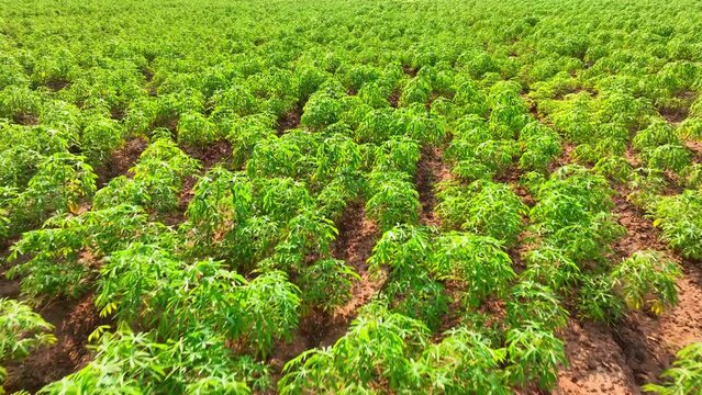 A lush tapioca plantation sprawls luxuriantly, its thick foliage a testament to diligent cultivation, promising a plentiful yield of the prized starchy tubers.
