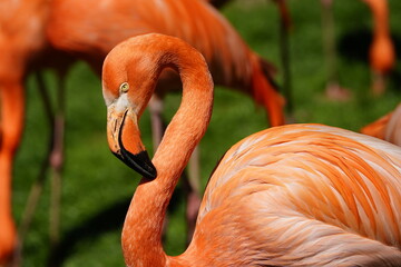 The American flamingo (Phoenicopterus ruber) is a large species of flamingo native to the West Indies, northern South America (including the Galápagos Islands) and the Yucatan Peninsula. Germany.