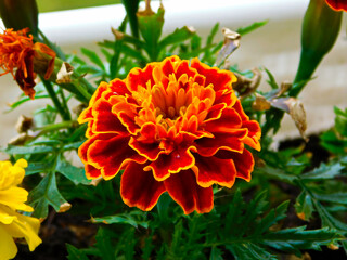 Die Blüten der Studentenblume