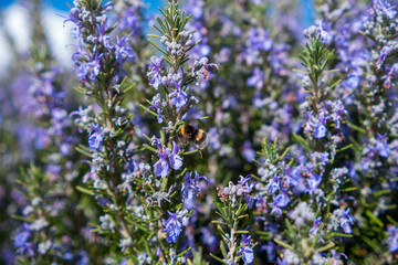 Obraz premium Close-Up of Bee Approaching Lilac-Colored Phacelia in Tuscan Landscape