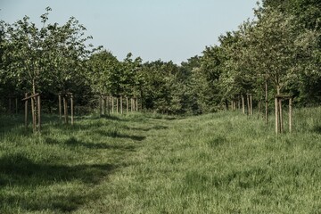 meadow with fruit trees in spring