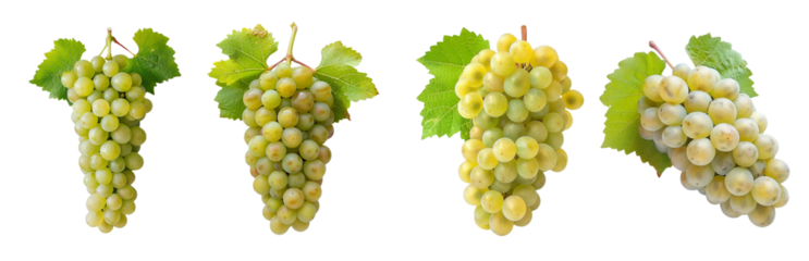 Four bunches of chenin blanc grapes with leaves cutout set