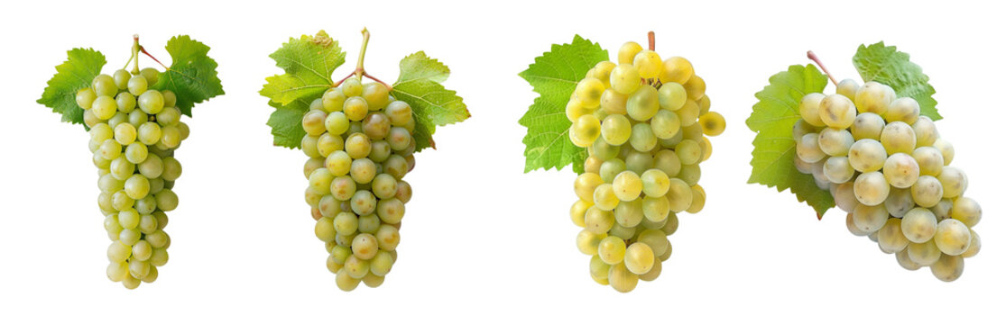 Four bunches of chenin blanc grapes with leaves cutout set