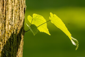 fresh green leaves on a tree trunk