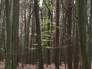 Forest in early spring with fresh leaves on limited trees- Szczecin Poland