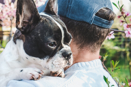 Attractive man holding a puppy in the park against the background of a trees. Clear, sunny day. Close-up, outdoor. Day light. Concept of care, education, obedience training, raising pets