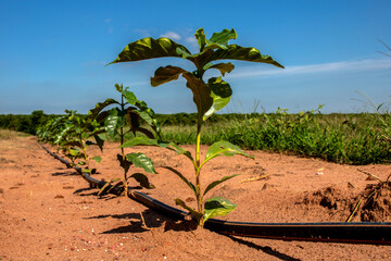 coffee seedlings being irrigated in the drip system in Brazil