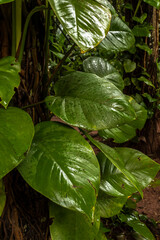 Wet leaves of a climbing plant, Epipremnum aureum, that grows in an area of Atlantic forest. Rainforest in Brazil