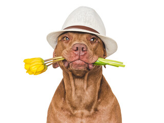 Cute brown dog, sun hat and flowers. Closeup, indoors, studio shot. Congratulations for family, loved ones, relatives, friends and colleagues. Pets care concept