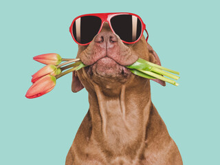Cute brown dog, bouquet of flowers and sunglasses. Closeup, indoors, studio shot. Congratulations for family, loved ones, relatives, friends and colleagues. Pets care concept