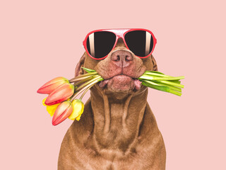 Cute brown dog, bouquet of flowers and sunglasses. Closeup, indoors, studio shot. Congratulations for family, loved ones, relatives, friends and colleagues. Pets care concept