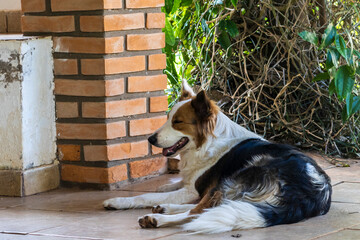 Portrait of beauty red border collie. Young dog in the garden in Brazil