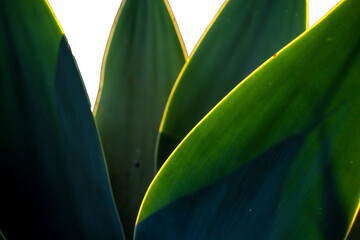 Close-up with selective focus of Agave Attenuata plant. Agave attenuata is a large evergreen...