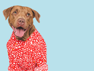 Cute brown dog and red shirt. Isolated background. Close-up, indoors. Studio shot. Day light. Beauty and fashion. Concept of care, education, training and raising pets