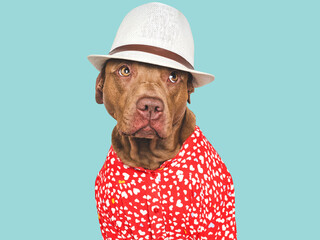 Cute dog, red shirt and sunhat. Isolated background. Close-up, indoors. Studio shot. Day light....