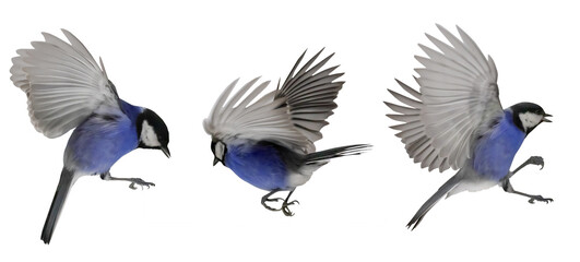 flight of three blue tits isolated on white © Alexander Potapov