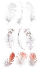 Obraz premium isolated on white nine small feathers