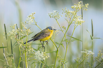 Yellow wagtail, motacilla flava, sideview, perched in cow parsley