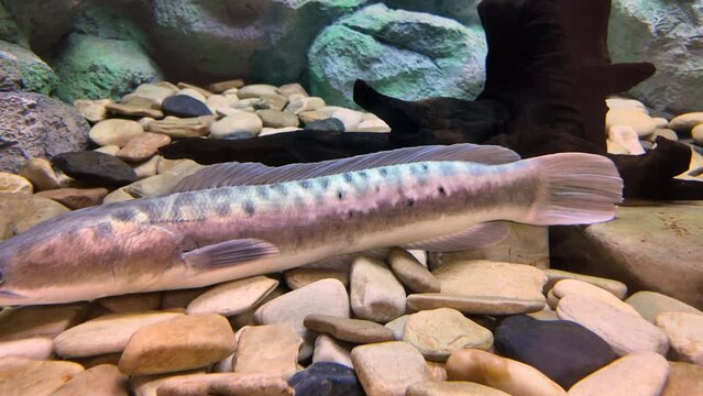 Giant snakehead swimming in aquarium,Thailand. fresh water fish 