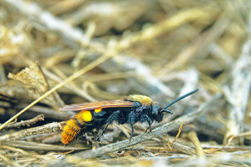 Mammoth wasp (Megascolia maculata, female, largest Hymenoptera) moves through dung in search of...