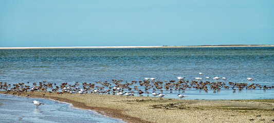 Migrating limicolae (stints, dunlin and curlew sandpiper predominate) on coast of Arabatskaya...