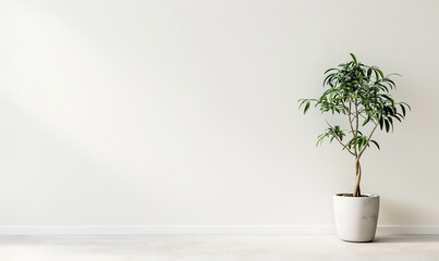 Photo of a potted plant on the side against a white wall, with a simple and minimalistic interior design style, on a white background, with a wide angle shot, as high resolution photography.