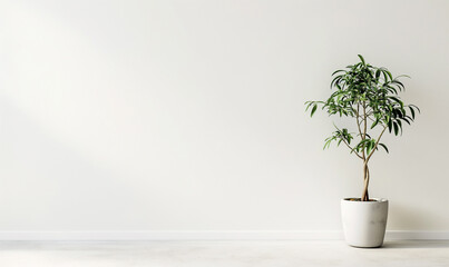Fototapeta premium Photo of a potted plant on the side against a white wall, with a simple and minimalistic interior design style, on a white background, with a wide angle shot, as high resolution photography.