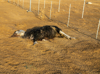 Dead sheep in the desert. The death of small cattle from starvation and lack of water. Global...