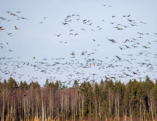 Bean goose (Anser fabalis) and white-fronted goose (Anser albifrons). Flocks of migrating geese in the sky and over the forest. European migration stop-overs