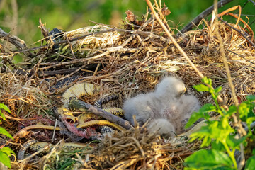 Long-legged buzzard (Buteo rufinus) nestlings are 5 days old, elder's eyes are open. Parents brought Balkan snake (Coluber jugularis) as food, feed chicks by tearing off small pieces of snake muscles