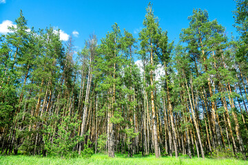 An old artificial pine forest. Forest edge and forest meadow