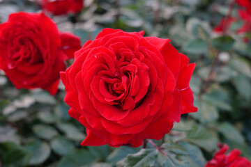 あしかがフラワーパークの赤いバラ
