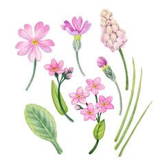 Watercolor hand drawn spring pink flowers set, pink primroses flowers can be use as print, poster, floral element, stickers, tattoo, textile, fabric design , invitation, greeting card, postcard.