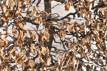 Close-up view of a bare tree with dry, brown leaves against a white wall, symbolizing nature,...