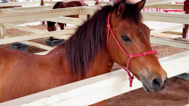 Horse care footage of bay horse stands in white-fenced pen at eco-farm. Horse's gentle expression and vibrant surroundings emphasize farm's commitment to sustainable and ethical animal care. Farmland