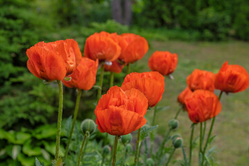 Blooming garden poppies on a green background of trees