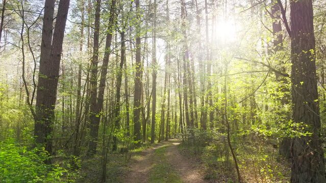 Sunny flower spring blooming wild forest sky nature summer