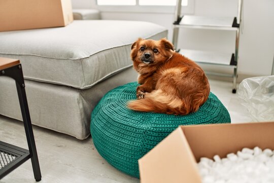 A brown dog sits on a teal pouf in a bright, modern room with moving boxes, conveying a cozy home relocation theme.