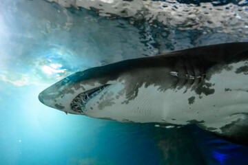 Blacktip Reef sharks swimming.