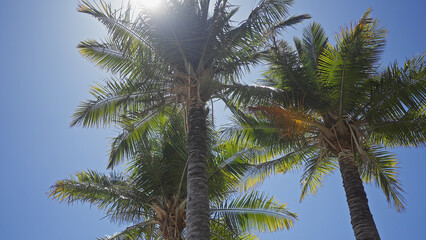 Low angle view of sunlit palm trees against a clear blue sky, evoking tropical tranquility.