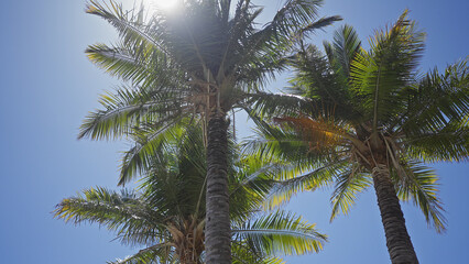 Low angle view of sunlit palm trees against a clear blue sky, evoking tropical tranquility. - Powered by Adobe