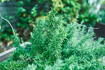 Close-up of vibrant green rosemary growing in an herb garden with soft-focus background.