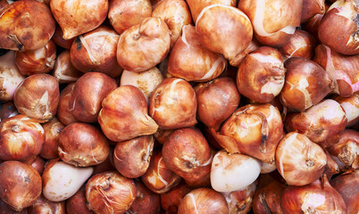 Close-up of fresh, organic tulip bulbs displayed for sale at a gardening market.