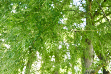 Fototapeta premium Lush green foliage of a cypress tree in soft daylight, depicting tranquility and the beauty of nature.