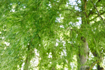 Lush green foliage of a cypress tree in soft daylight, depicting tranquility and the beauty of nature.