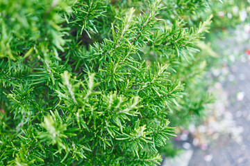 Close-up of fresh green rosemary sprigs in a natural garden setting