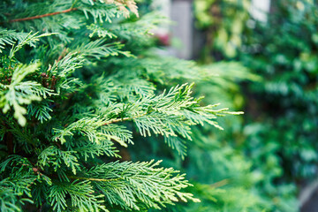 Close-up of vibrant green coniferous branches with a blurred background suggesting a natural...
