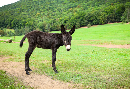 a young donkey in a  green meadow, Luka plna syslov, slovakia, slovensko