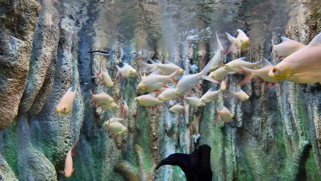 Albino silver barb fish swimming  in water. fresh water fish
