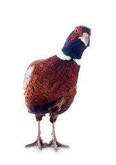 male pheasant